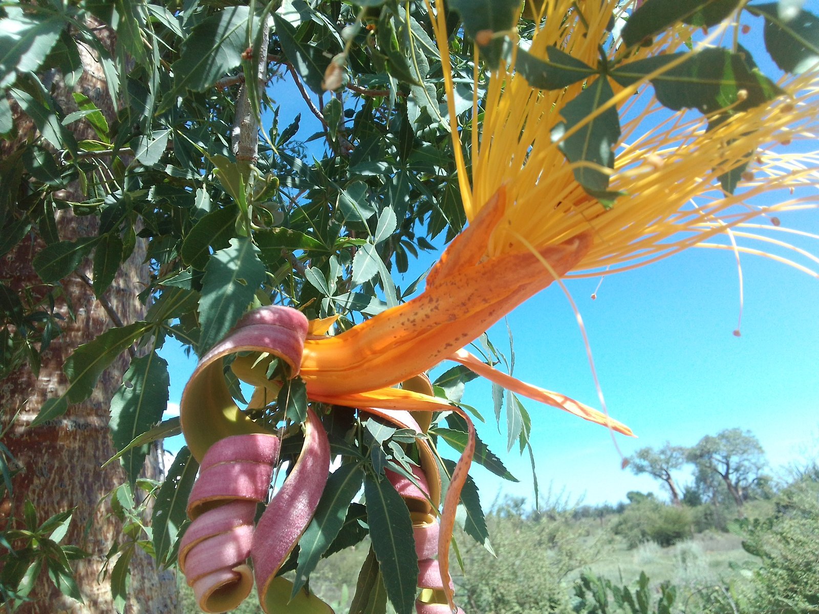 fleur de baobab